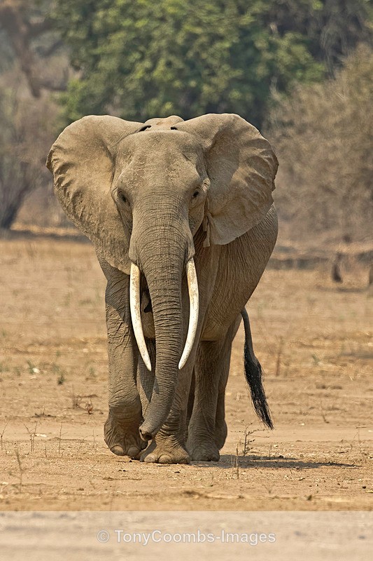 Elephant - Mana Pools ~ The Mammals