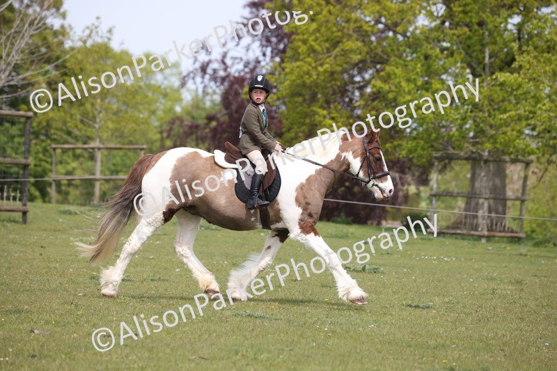 20260426-4450 - Class 34 - Best Riding Horse Over 14.2hh