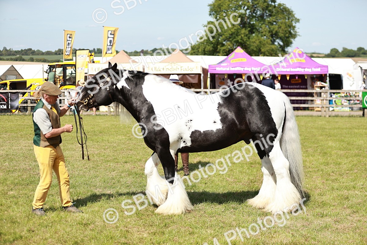 SBM_08845 - Class 63-65 - Traditional Gypsy Cobs In Hand & Ridden