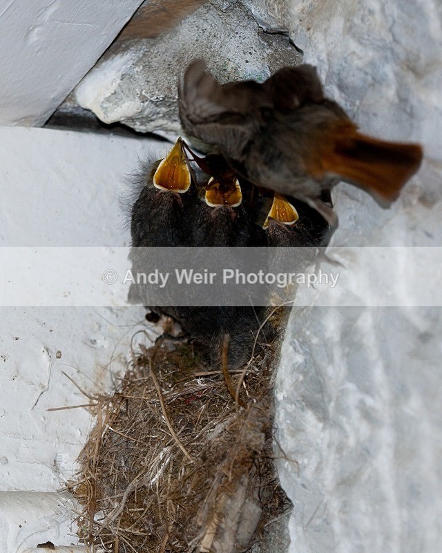 20080723-058 - Redstart