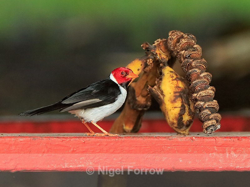 Yellow Billed Cardinal Adult Hawaii