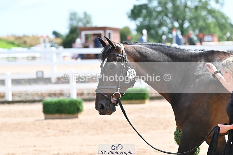 240717A-145251-02368 - Trot Up 2pm to 3pm - This folder is not in time order