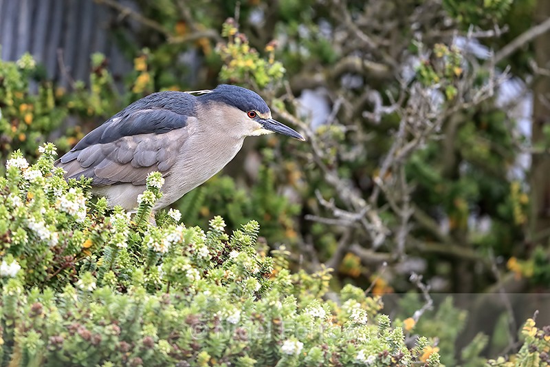 Black-crowned Night-Heron perched on bush, Carcass Island, Falklands - Black-crowned Night-Heron