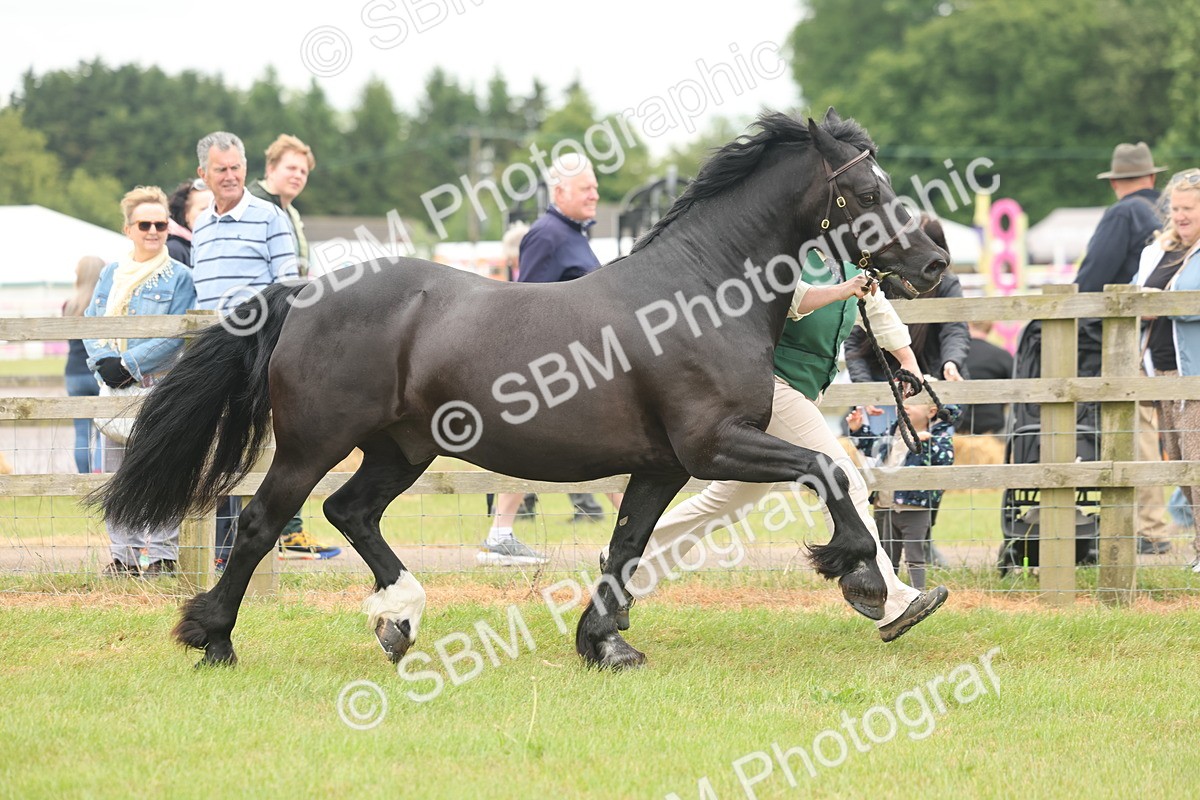 SBM_04871 - Class 50-57 - M&M Welsh Pony In Hand