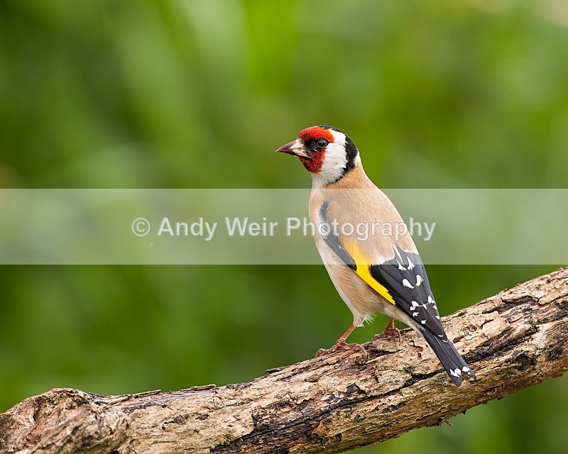 20130519-_MG_3415 - Goldfinch