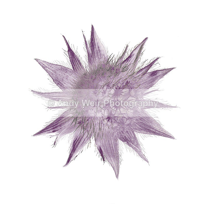 170628-untitled0001-4914 - Plants & Flowers