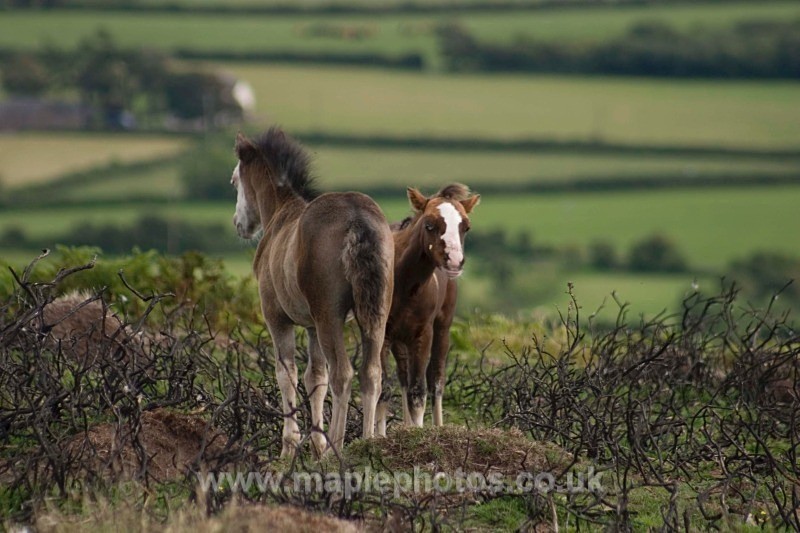 Welsh Mountain Foals