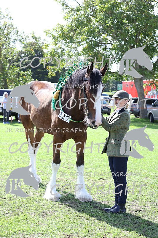 APP_3170 - Class 3 Youngstock