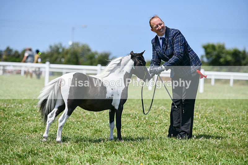 DSC_7279 - Miniature Horse Championship