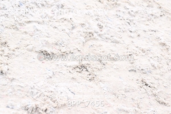 BPP_7456 - RING 1  (RIDDEN HORSES / IN HAND / VETERAN ETC)