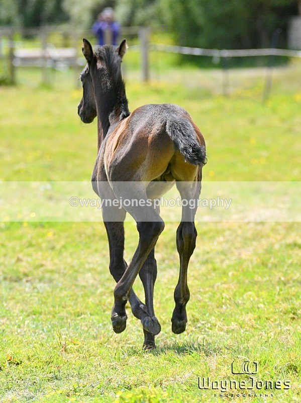 WJ5_4180 - Lyford Stud - Foals 01-06-25