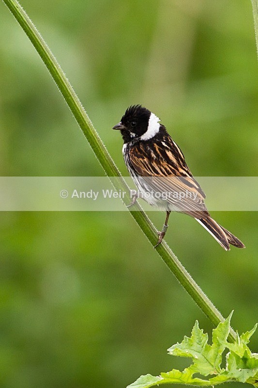 20120714-_MG_0396 - Buntngs