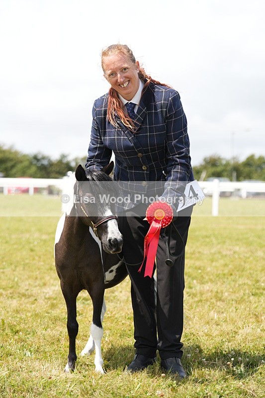 DSC06528 - Class 56: Miniature Horse 1, 2 & 3yr olds