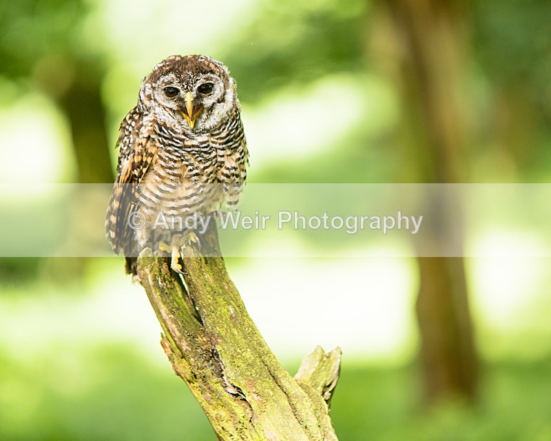 20140705-3K8A2751 - Captive Birds