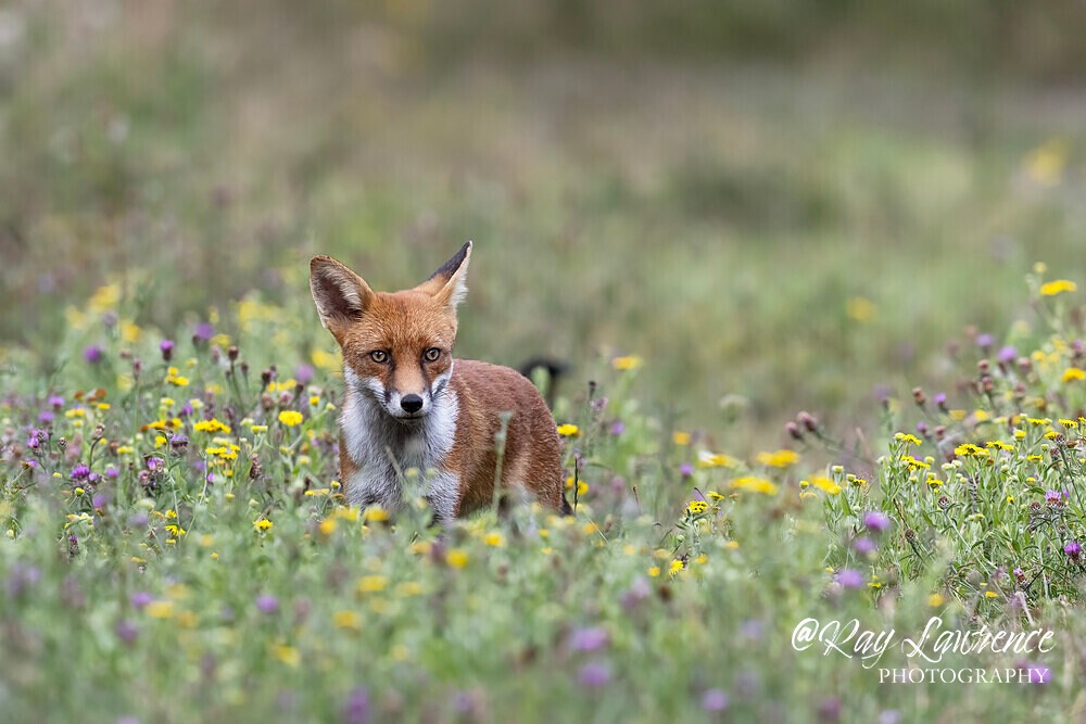 Wildlife 140825_RLP151341 - Natural World