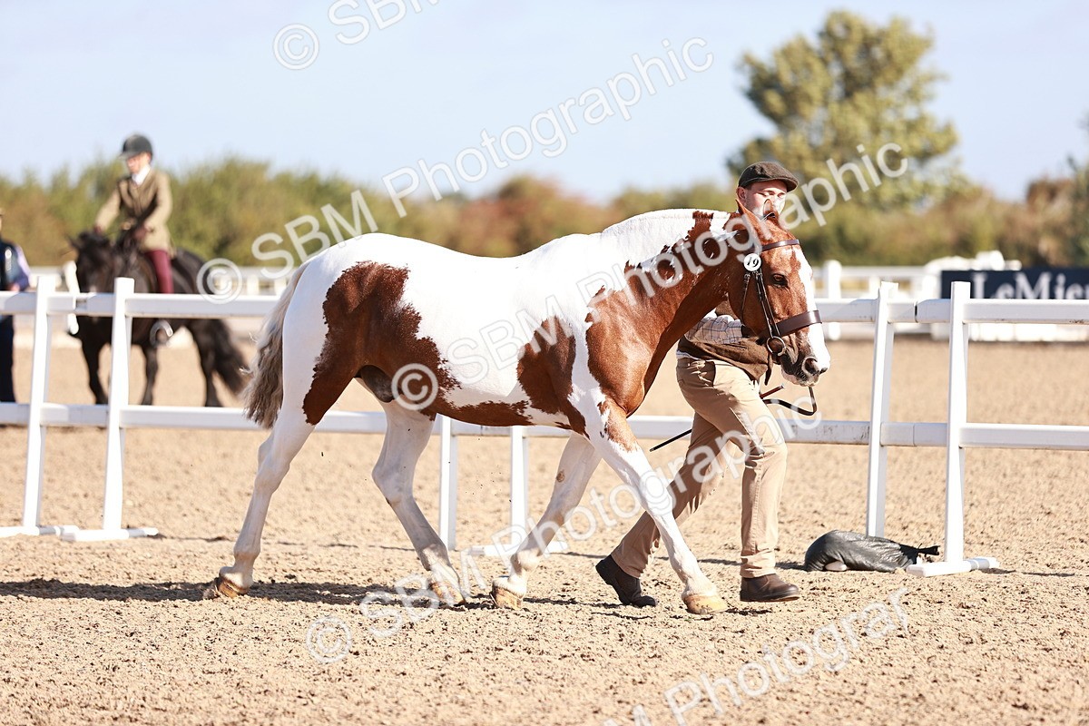 SBM_22062 - Class 703 - IH Coloured