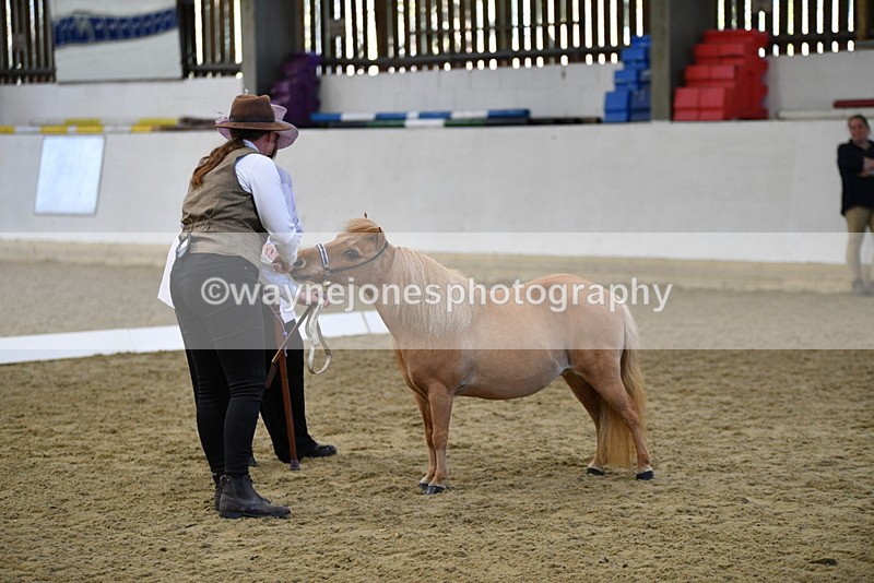 WJ5_3865 - Class 5 In Hand Veterans
