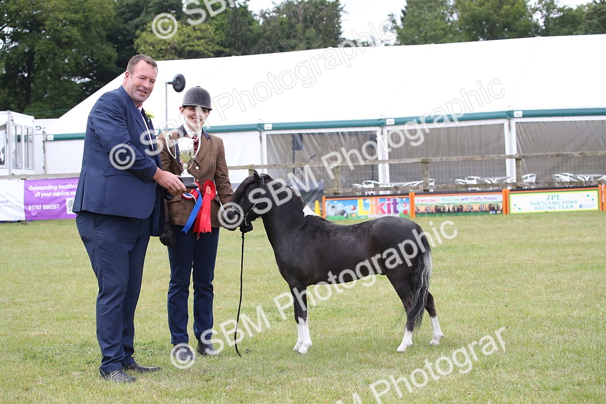 SBM_03561 - Class 23-25 - British Miniature Horse of the Year