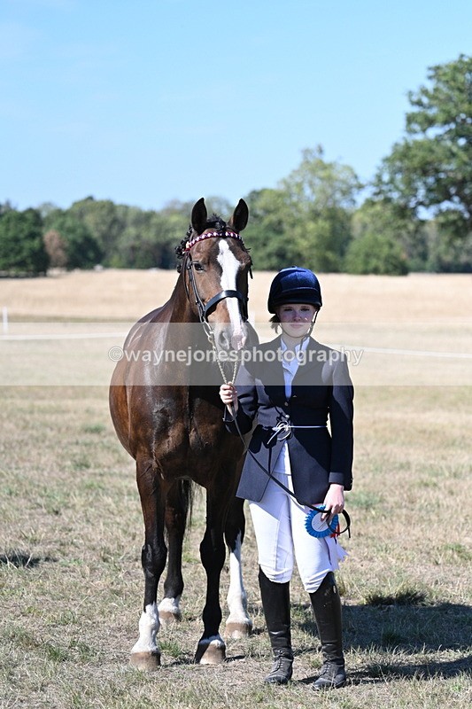 WJ7_1670 - Class 42 Most Handsome Gelding