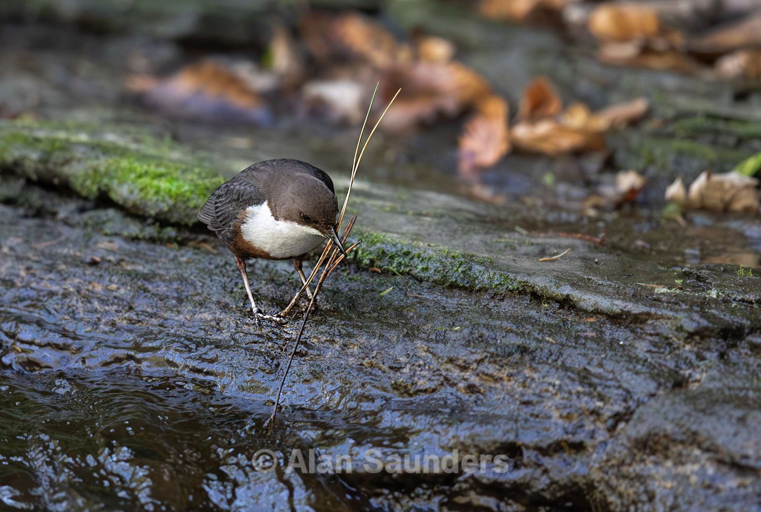 Dipper 11