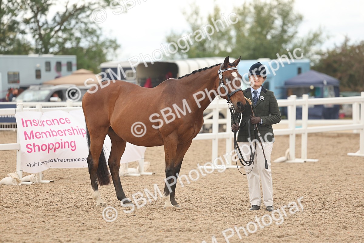 SBM_17134 - Class 313 - IH Retired Racehorse