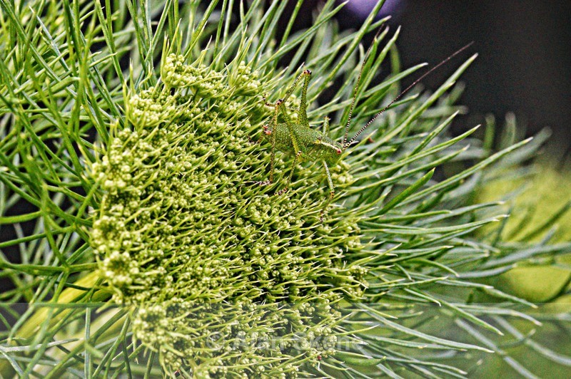 DSC09445 - Fauna