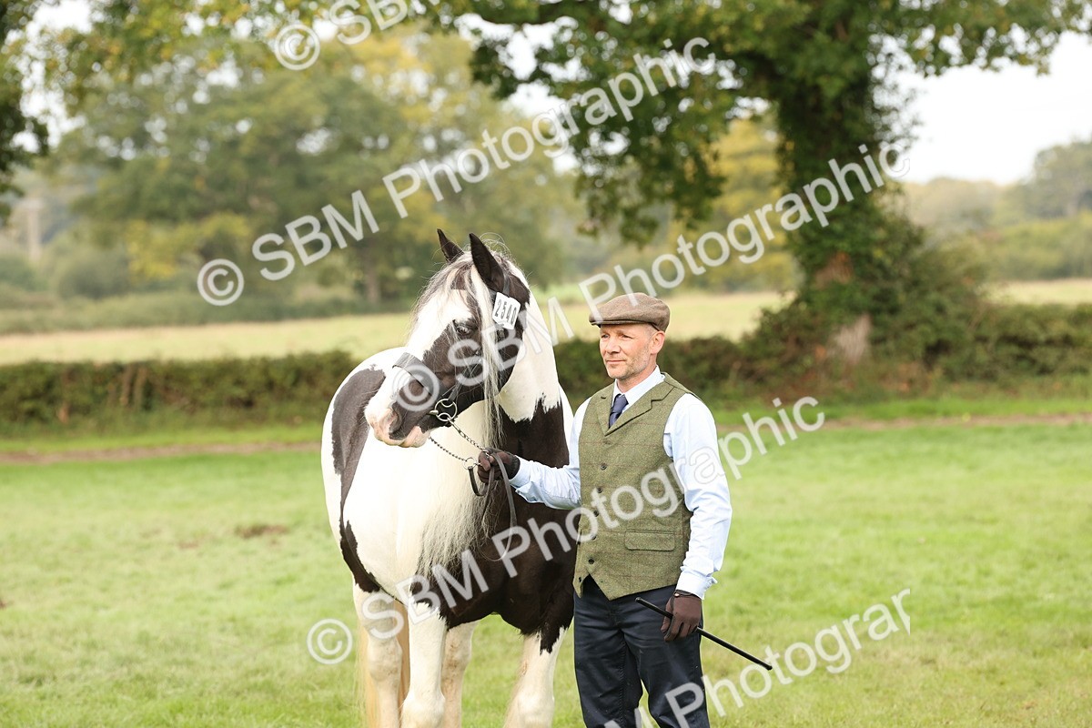 SBM_57509 - S56 - Show Cob in Hand