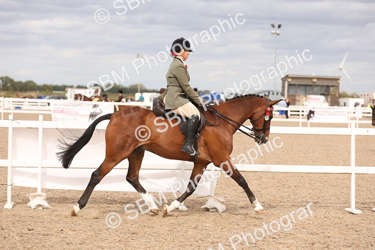 SBM_17386 - Class 214 - Ridden Hack Riding Horse