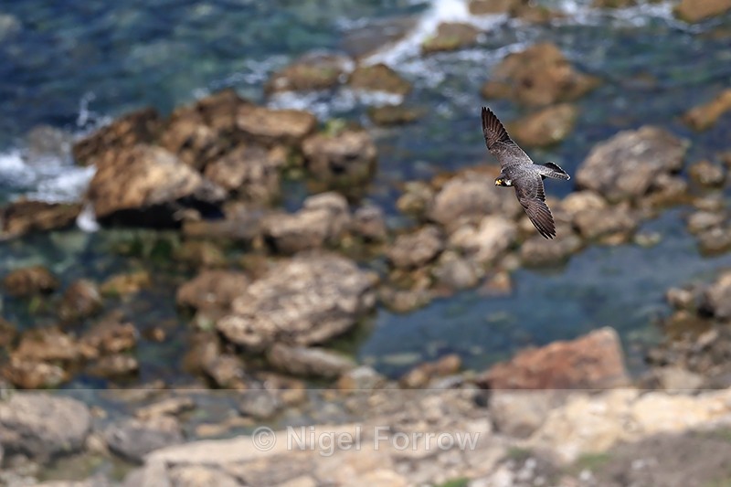 Peregrine Falcon flying below cliffs, Dorset, UK - Peregrine Falcon