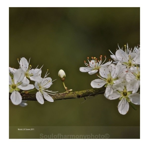 Hawthorn - Floria Macro