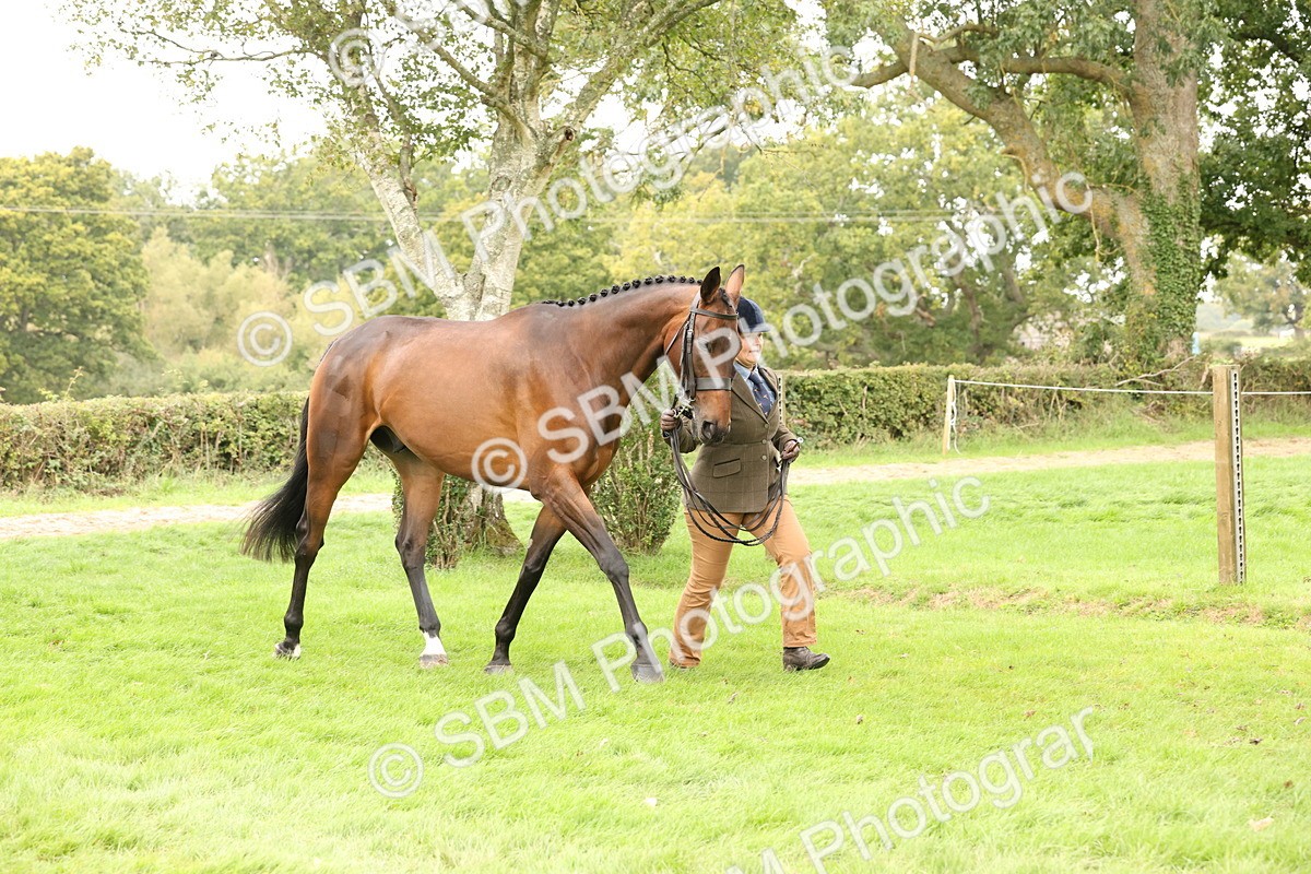 SBM_60830 - In Hand Horse Supreme Championship
