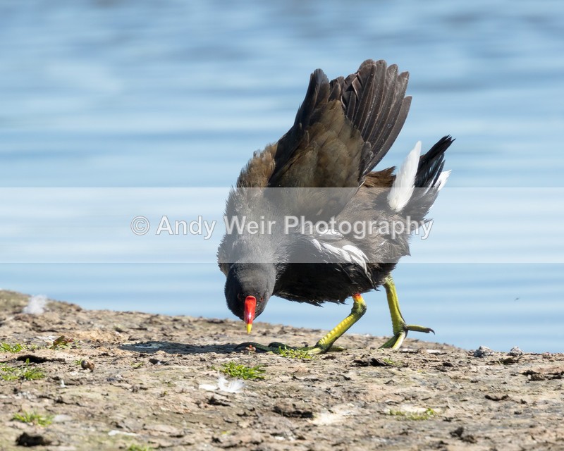 20160524-8E0A5410 - Rails & Coots