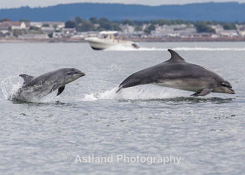 Astland Photography, Bird and Wildlife Images, Susan and Peter Wilson, U.K.