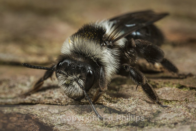 Andrena cineraria (f) - Andrena cineraria