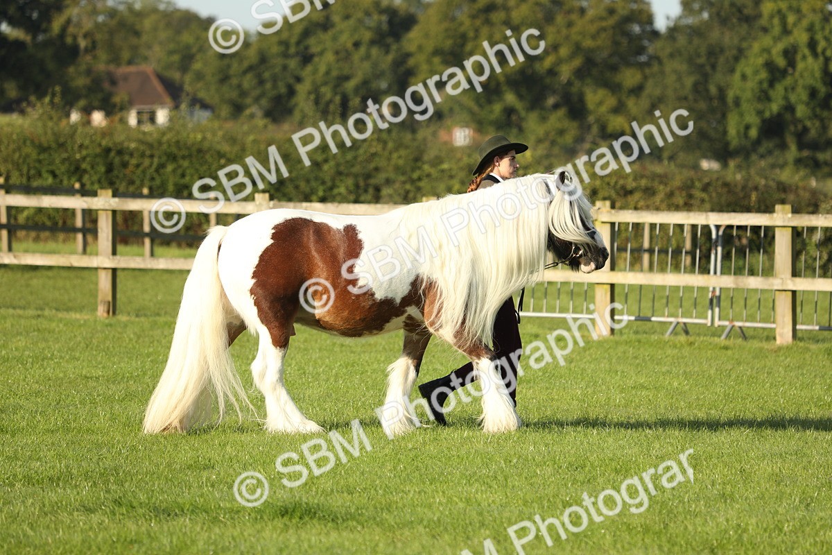SBM_60814 - S43 - Coloured Pony In Hand