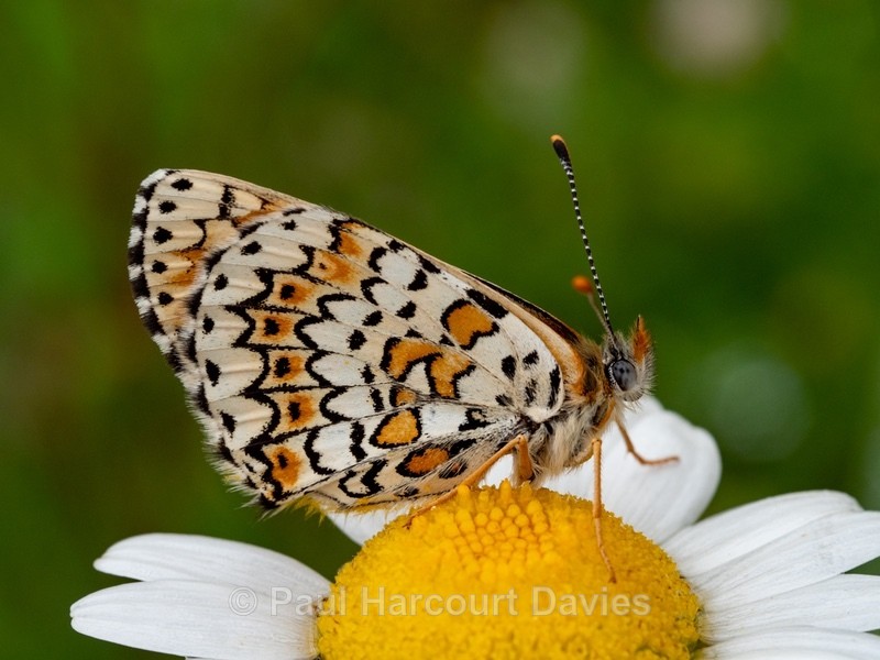 Spotted fritillary (Melitaea didyma) - Insects, Spiders and other Animals