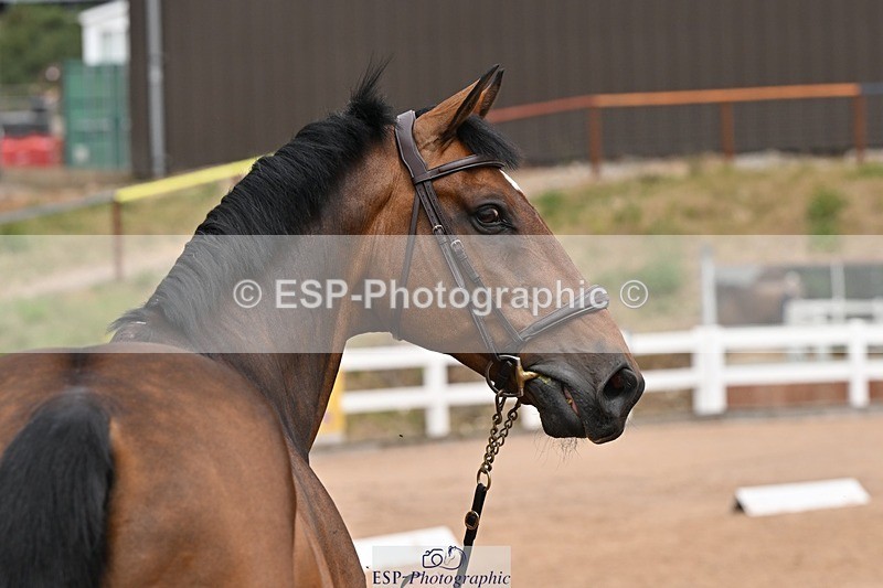 250716-144917-01433 - Trot Up 2.30 to 3.30