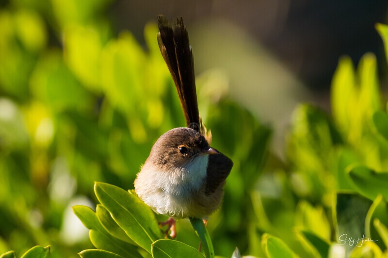 Red-backed Fairy Wren Female - Red-backed Fairy Wren