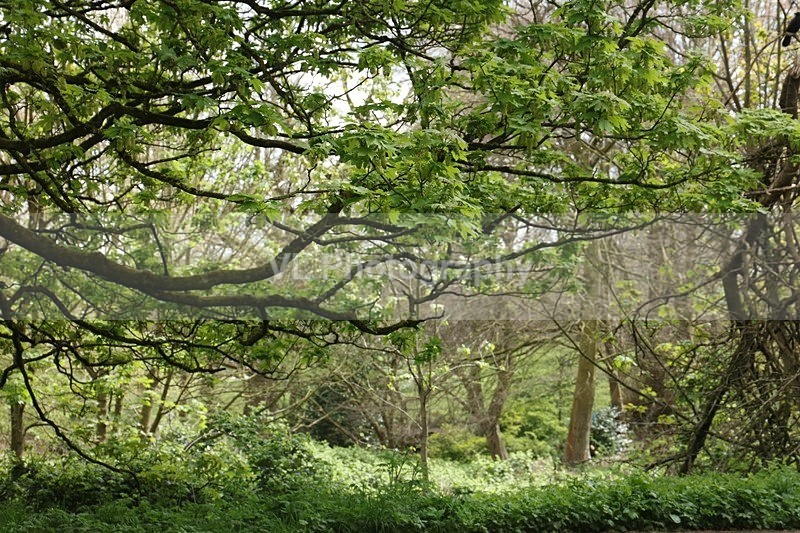 Trees - Flowers, Plants and Trees