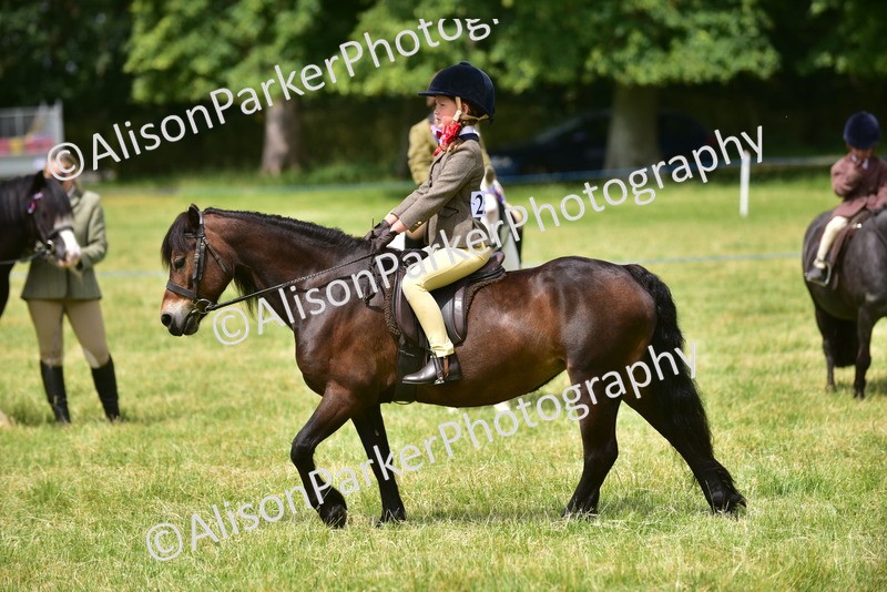 20260614-3649 - Class 15 - Prettiest Mare