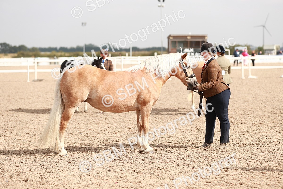 SBM_11861 - Class 206 IH Non Show Type Pony