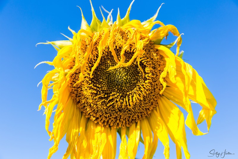 Aged Sunflower 1