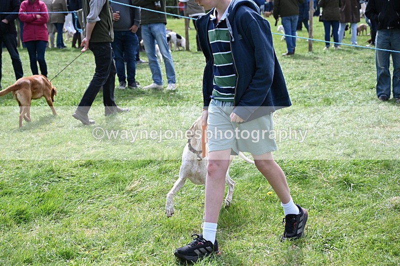 WJ6_8962 - Class 8 Best Working / Gun Dog or Bitch