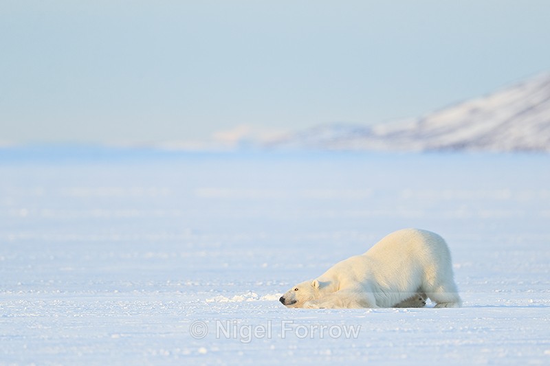 Polar Bear (male) rolling in snow on frozen fjord, Svalbard, Norway - Polar Bear