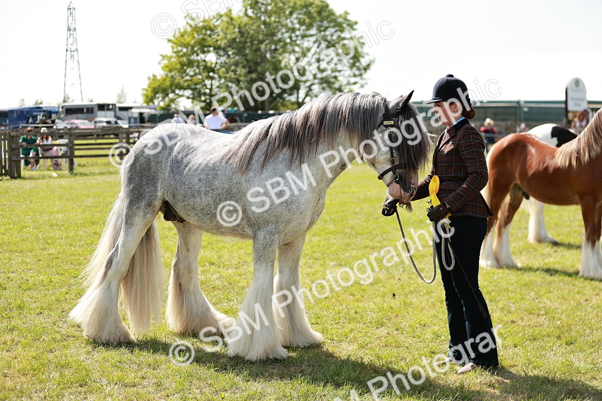 SBM_08710 - Class 63-65 - Traditional Gypsy Cobs In Hand & Ridden