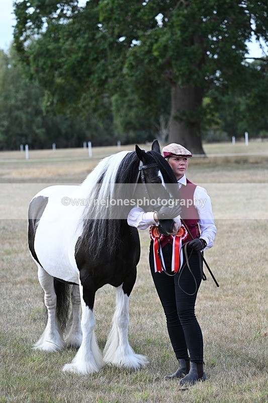 WJ7_8367 - In-hand Championship