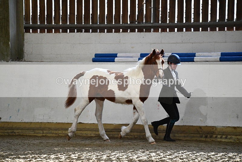 WJ5_3414 - Class 1 Youngstock