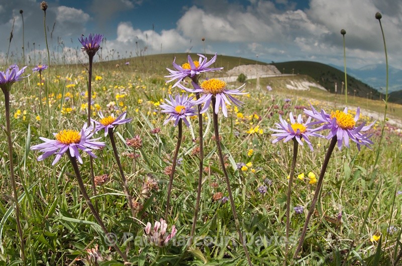  - Plants: wide-angle