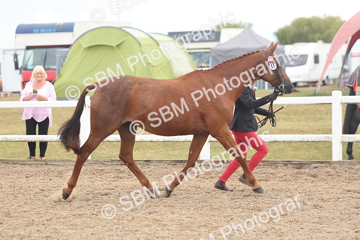 SBM_08487 - Class 29 - IH Veteran Pony