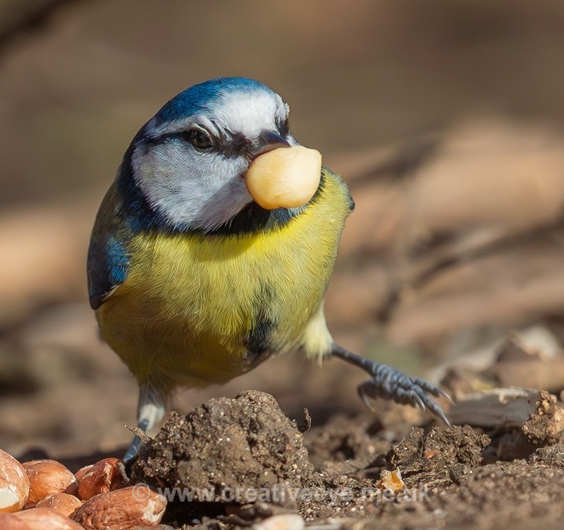 No.0080 Blue Tit with it's stash. - Animal world
